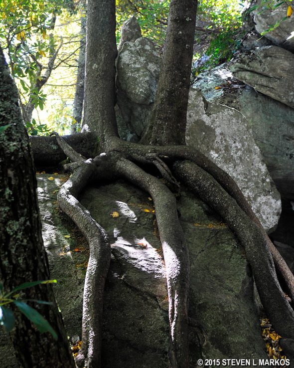 Tree roots grow around a boulder to reach the earth, the Blue Ridge Parkway's Tanawha Trail
