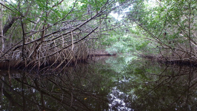 Gopher Key Creek's mangrove lined shores