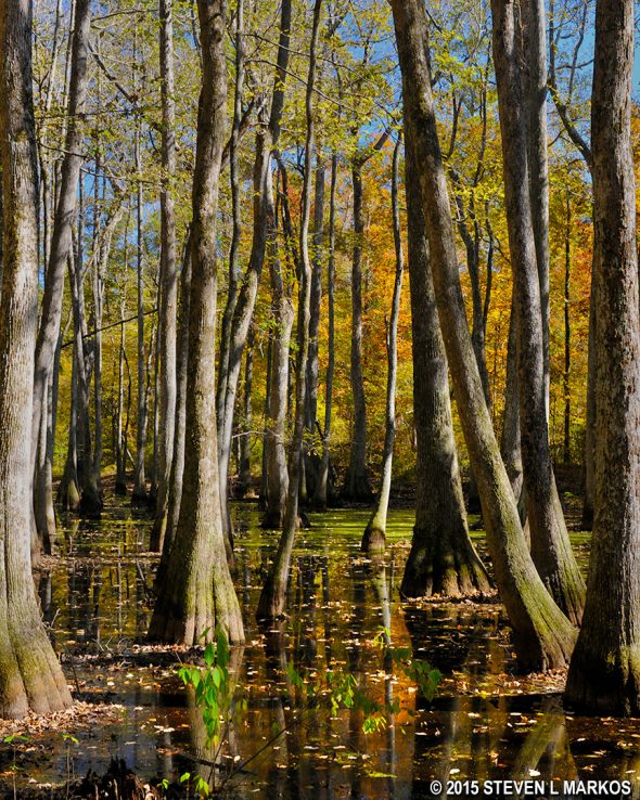 Cypress Swamp