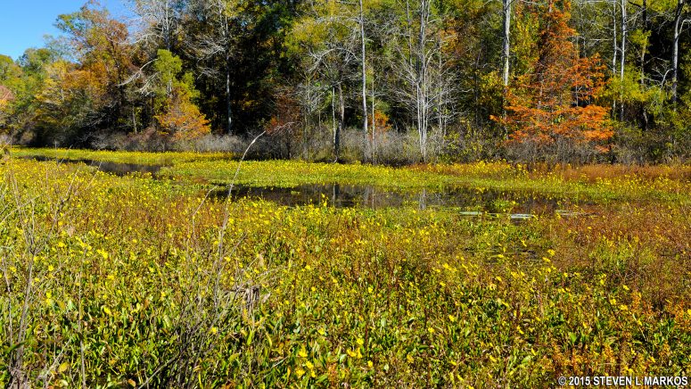 Flowers blooming on the pond at Cypress Swamp
