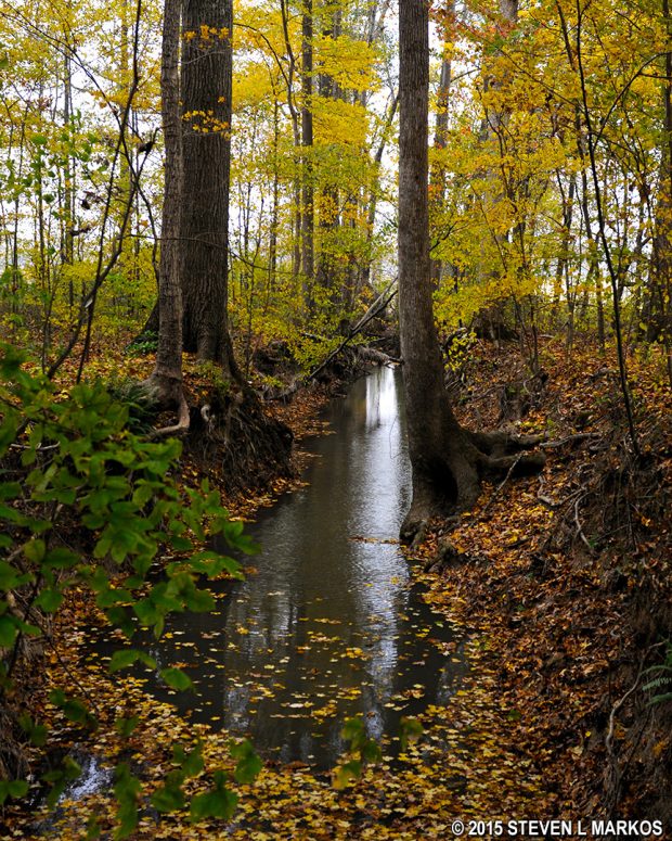Creek flowing through Donivan Slough at Mile 283.3 on the Natchez Trace Parkway