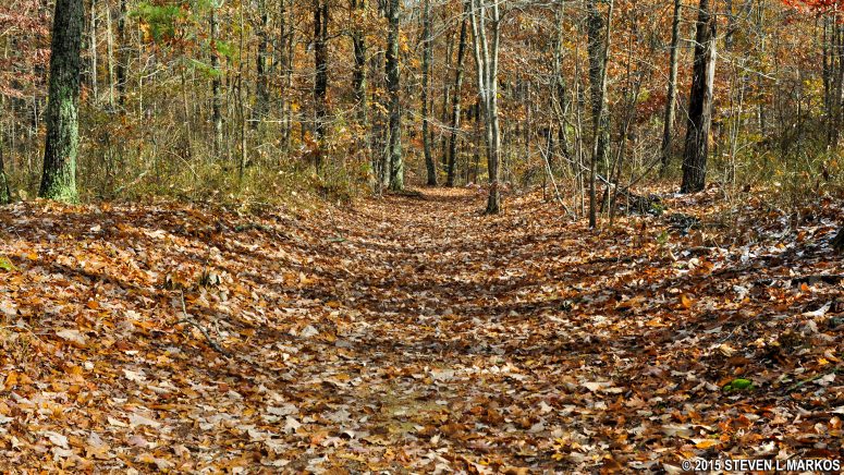 Slight concave shape of the Sunken Trace at Mile Post 350 on the Natchez Trace Parkway