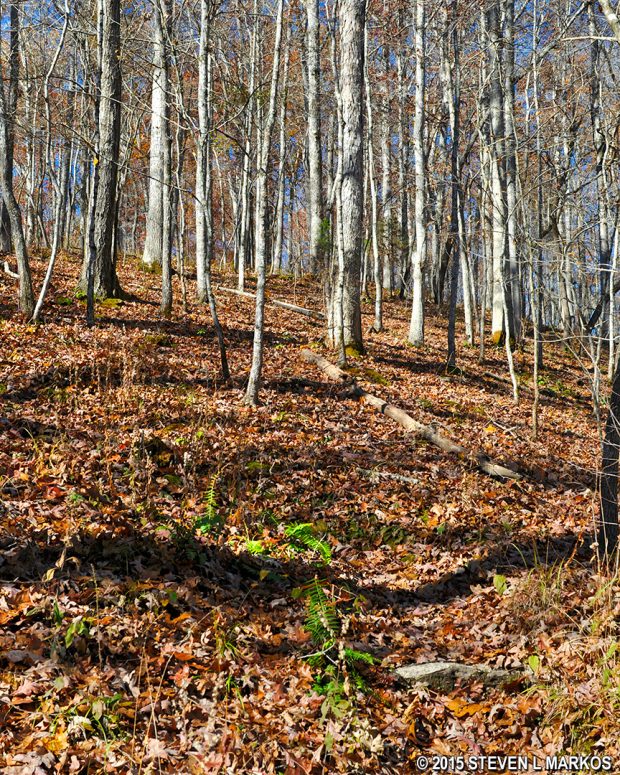 Steep climb out of the valley of Little Swan Creek on the hike around the Meriwether Lewis Site at Mile 385.9 on the Natchez Trace Parkway