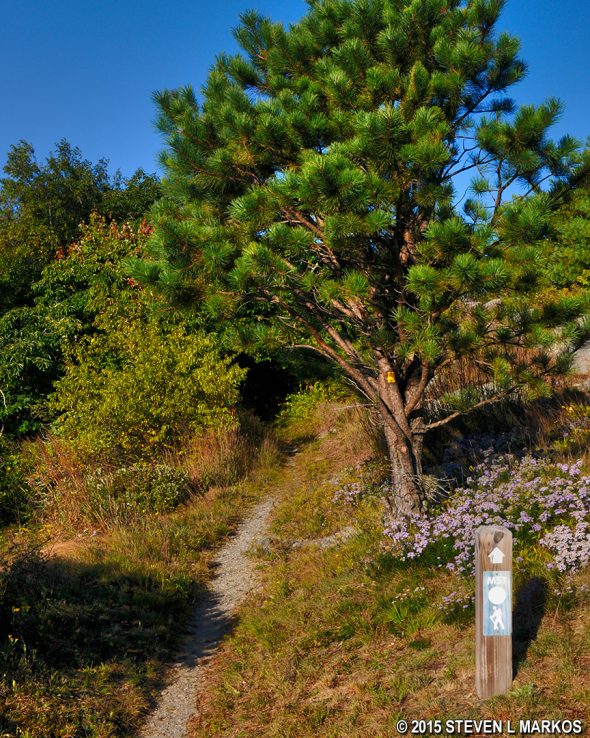 Connector to the Bluff Mountain Trail at the Alligator Back Overlook on the Blue Ridge Parkway