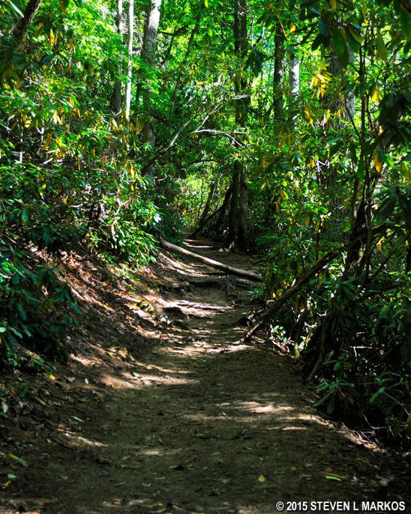 Typical terrain of the first .3 mile of the Plunge Basin Trail, Blue Ridge Parkway