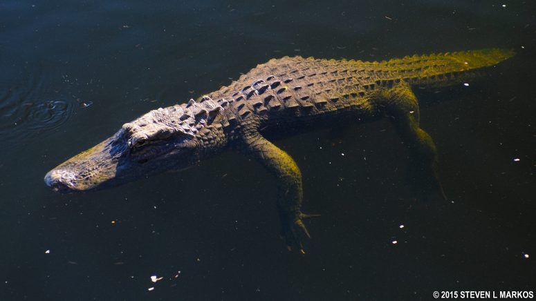 Alligator in the roadside canal at the Oasis Visitor Center, Big Cypress National Preserve