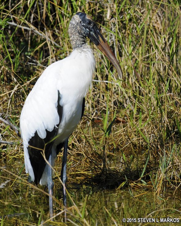 Wood Stork in the canal at Big Cypress National Preserve