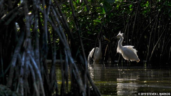 Birds on Halfway Creek in Big Cypress National Preserve