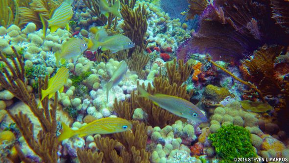 Reefs of Biscayne National Park