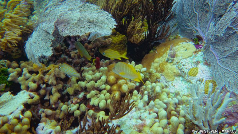 Reefs in the Atlantic Ocean east of Biscayne National Park's Adams Key