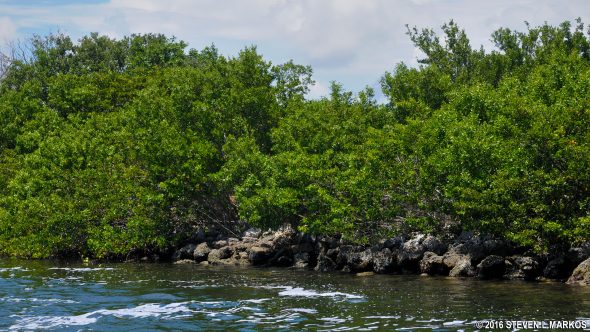 Mangroves cover the mainland shoreline at Biscayne National Park