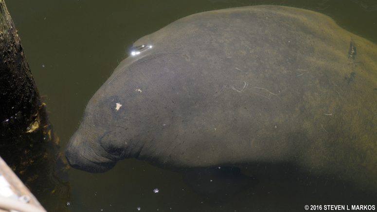Manatee at the boat dock at Biscayne National Park's Dante Fascell Visitor Center