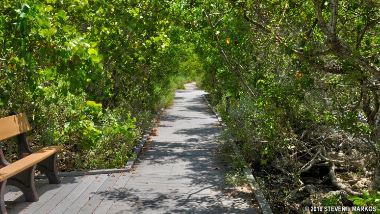 Boardwalk surface of the Jetty Trail at Convoy Point in Biscayne National Park