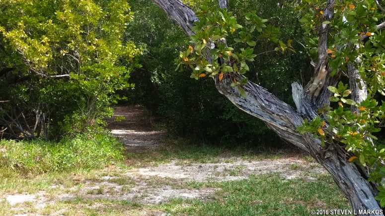 Typical terrain on the earthen portion of the Elliott Key Loop Trail in Biscayne National Park