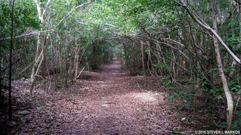Typical terrain of the Spite Highway Trail on Biscayne National Park's Elliott Key