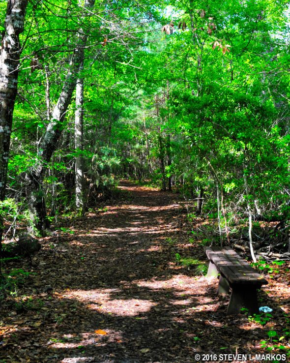 Typical terrain of the CCC Spur Trail at Davis Bayou, Gulf Islands National Seashore
