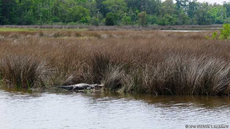 Alligator in the marsh along McGhee Road in the Davis Bayou unit of Gulf Islands National Seashore