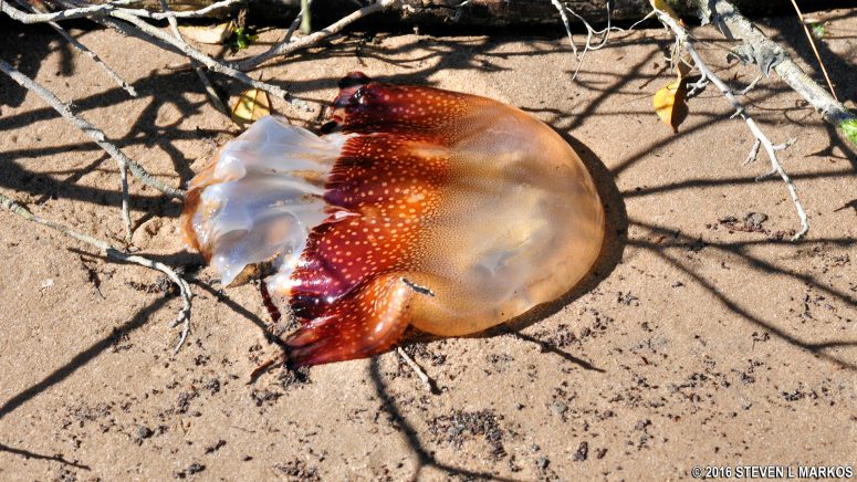 Dead jellyfish washed inland from the ocean