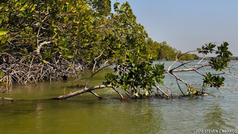 Mangrove tree I used to wait out the strong tide