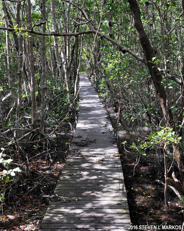 Boardwalk through the wet ares of the Sandfly Island Trail