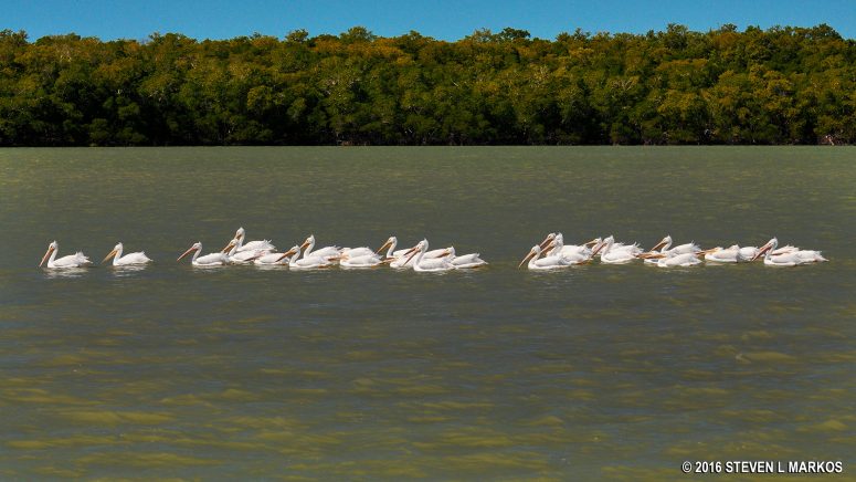 White pelicans in Chokoloskee Bay