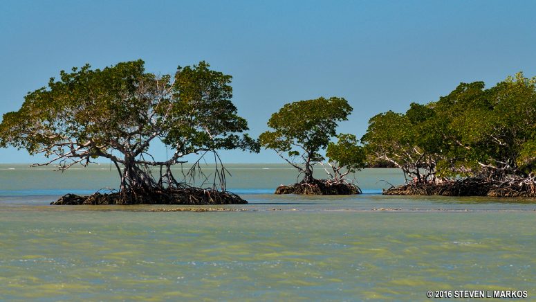 Three of the 10,000 Islands in Chokoloskee Bay, Everglades National Park