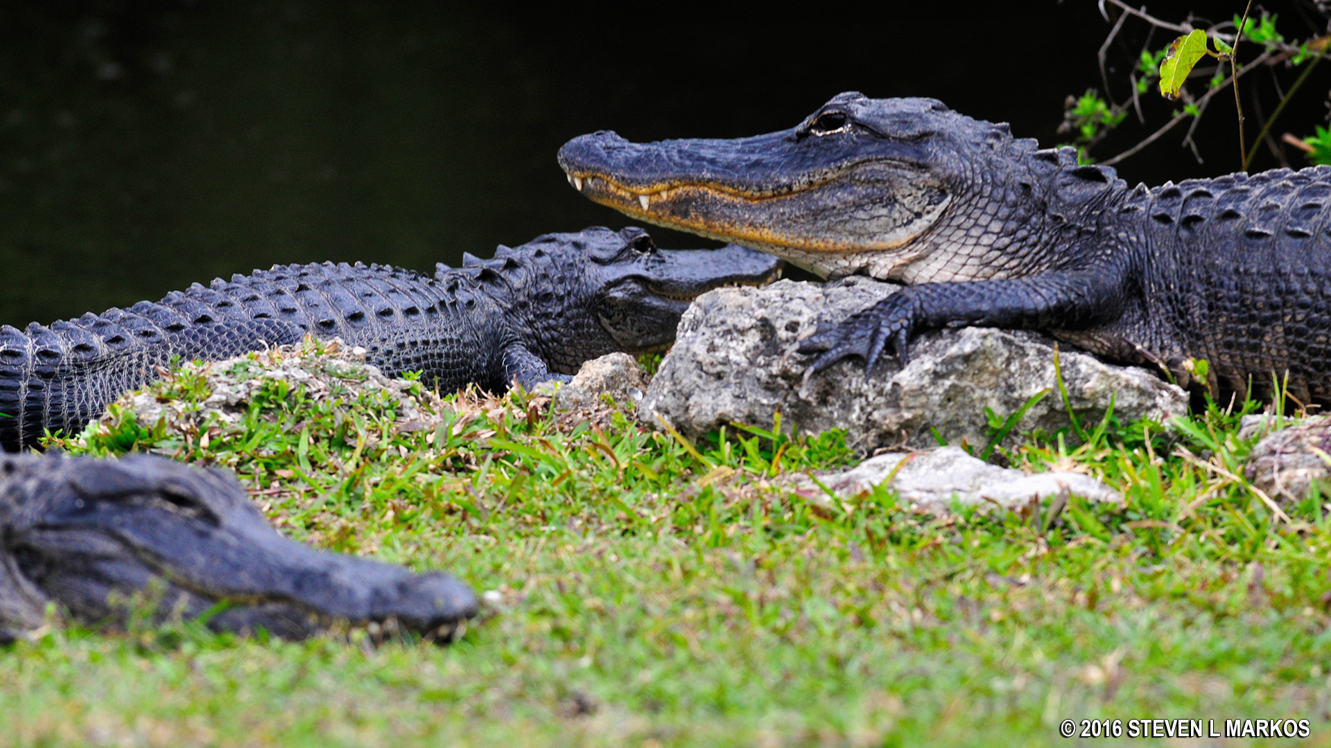 Everglades National Park | WILDLIFE VIEWING |