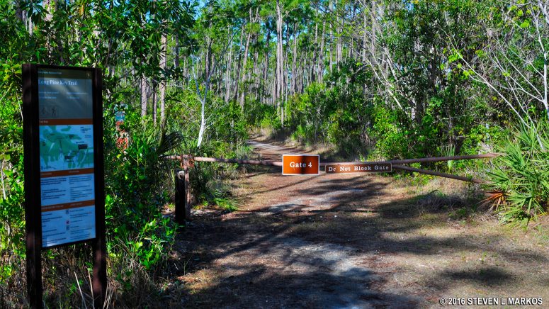 Eastern trailhead for Long Pine Key Trail in Everglades National Park