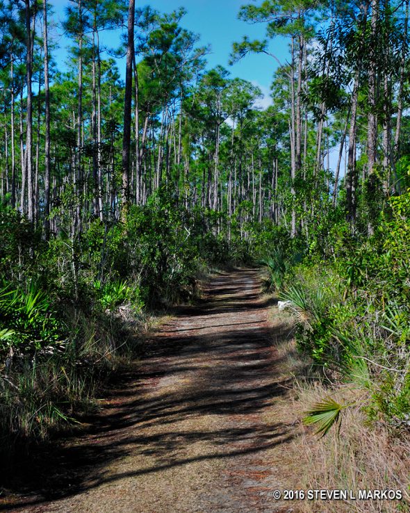Pine forest terrain along the Long Pine Key Trail in Everglades National Park