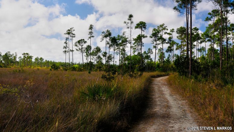 Tall grass along the Long Pine Key Trail in Everglades National Park