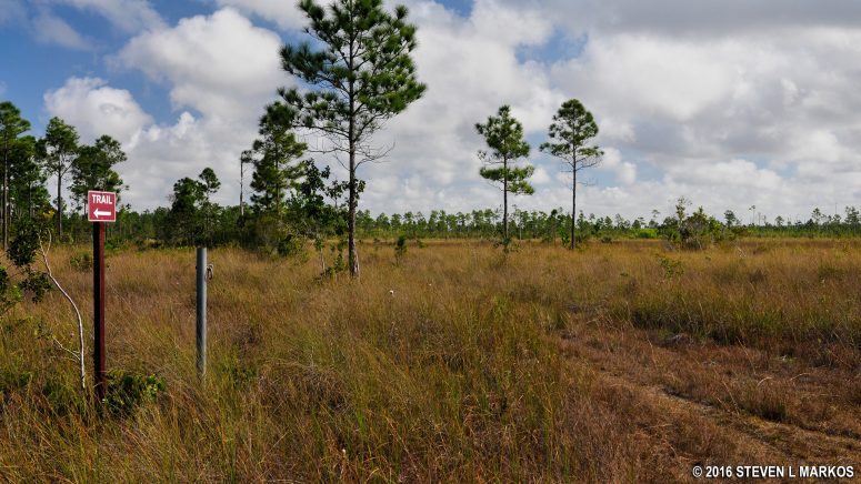 TRAIL sign points the way on the Long Pine Key Trail in Everglades National Park