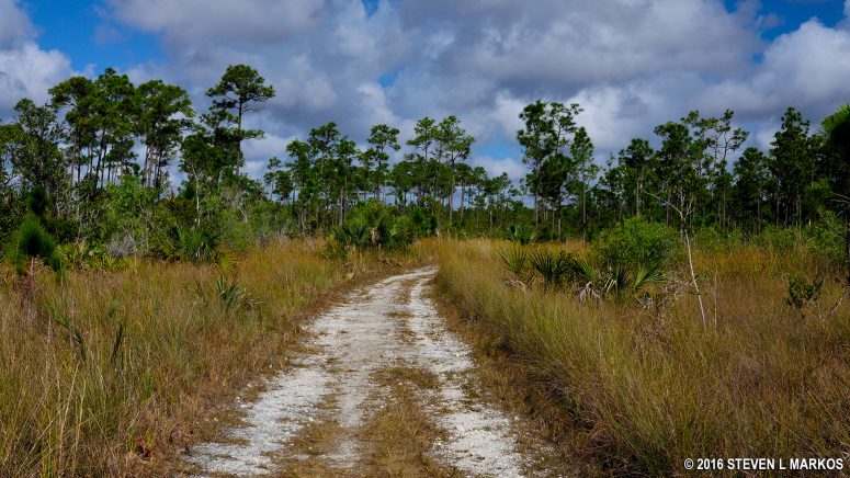 Open terrain of the Long Pine Key Trail in Everglades National Park