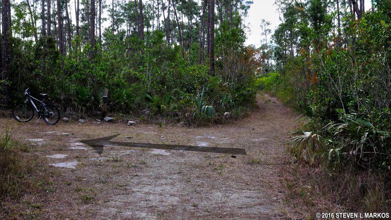 Tricky turn when heading east on the Long Pine Key Trail