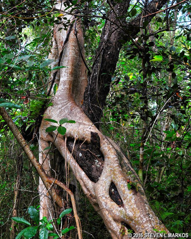 Strangler Fig along the Mahogany Hammock Trail in Everglades National Park