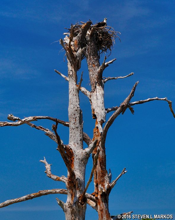 Osprey nest near Battery Worth, Gulf Islands National Seashore