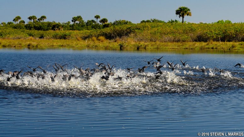 A flock of coots is startled by an oncoming hiker on the Scrub Ridge Trail on Merritt Island