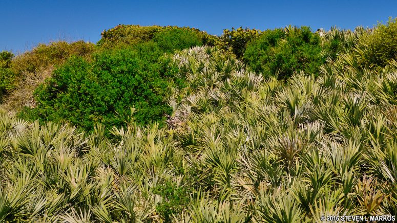 Palmetto bushes and other shrubs cover most dunes at Canaveral National Seashore's Playalinda Beach