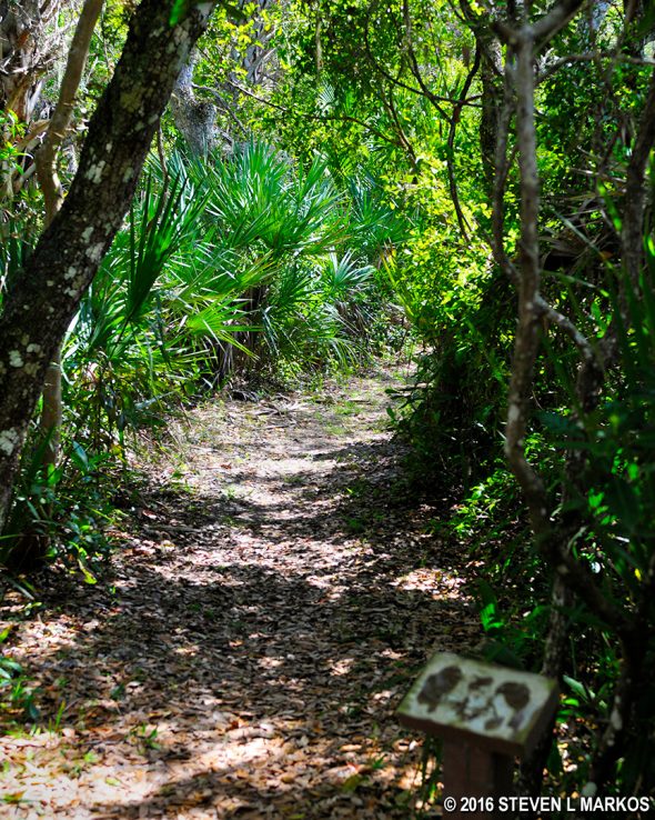 Typical terrain of the Eldora Hammock Trail (missing info sign in the foreground)
