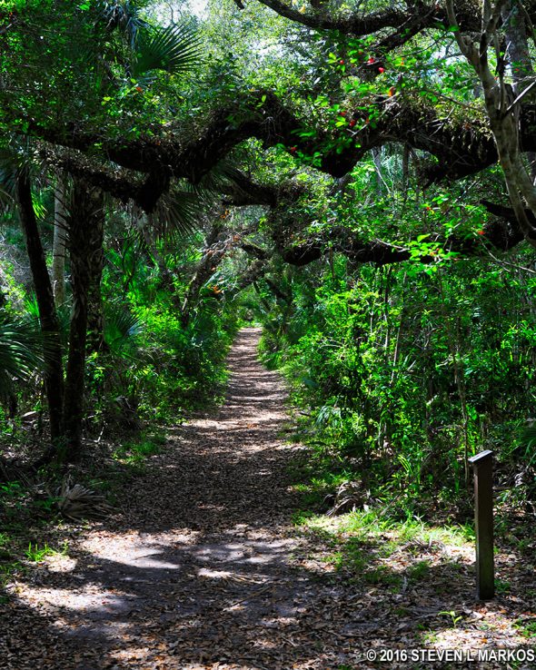 Typical terrain of the Castle Windy Trail at Canaveral National Seashore