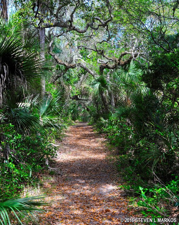Typical terrain of the Castle Windy Trail at Canaveral National Seashore