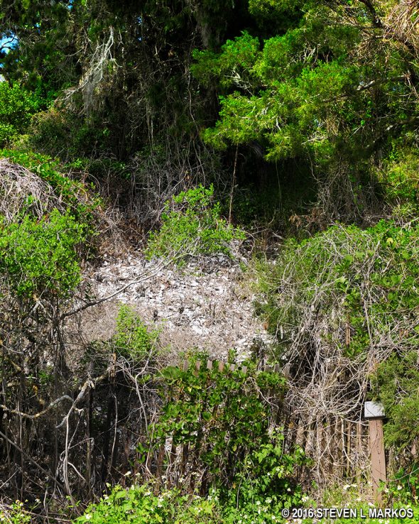 Timucuan shell midden on the Castle Windy Trail, Canaveral National Seashore