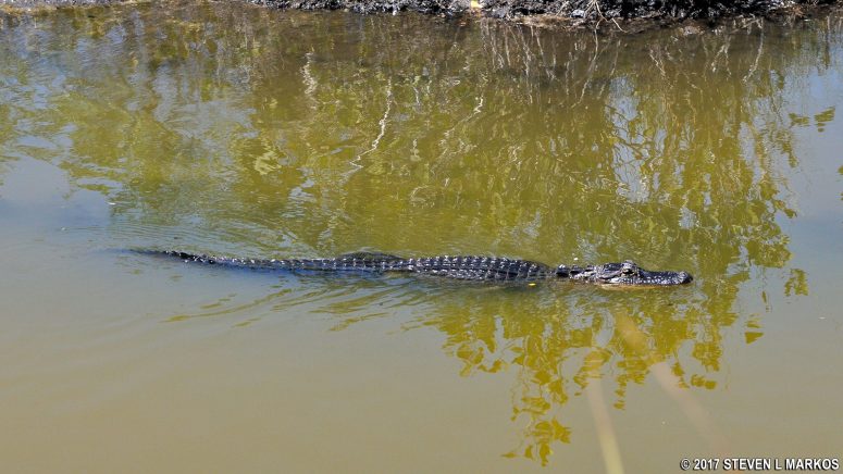 Alligator spotted along the Black Point Wildlife Drive in Merritt Island National Wildlife Refuge