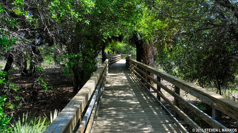 Boardwalk near Dungeness Beach passes through a maritime forest on Cumberland Island