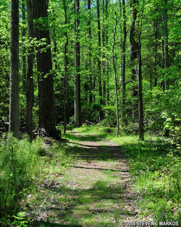 Typical terrain of the Nature Trail at George Washington Birthplace National Monument