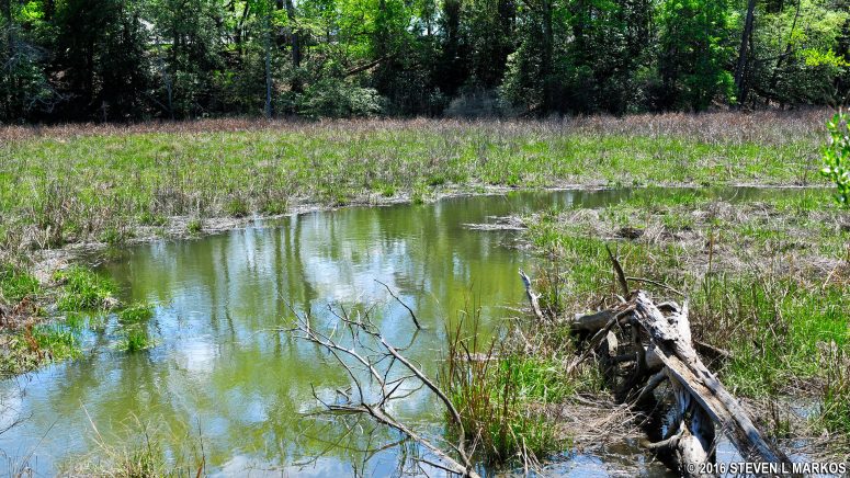 Dancing Marsh at George Washington Birthplace National Monument