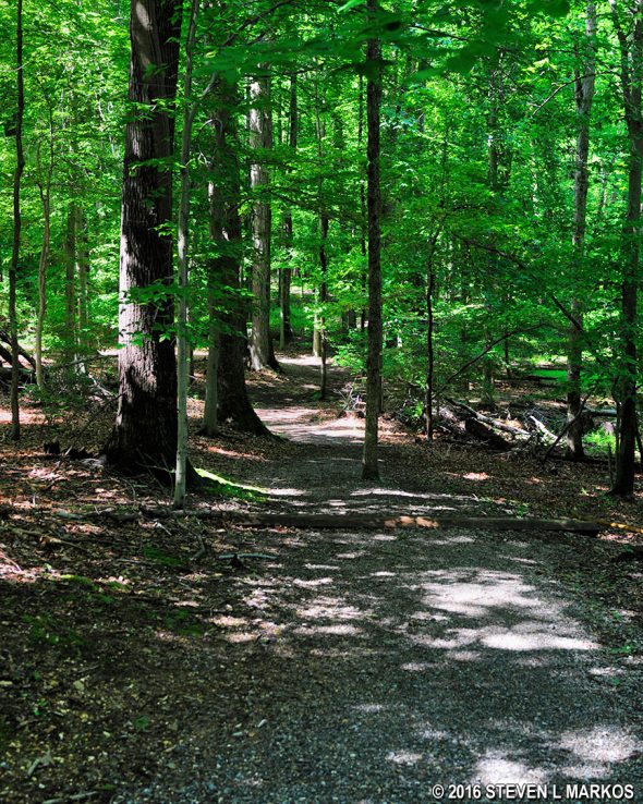 Typical terrain at the start of the Azalea Trail near the Sweetgum Picnic Area in Greenbelt Park