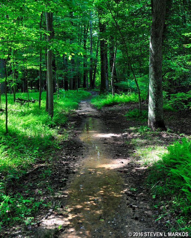 Wet area of the Azalea Trail near North Branch Still Creek in Greenbelt Park