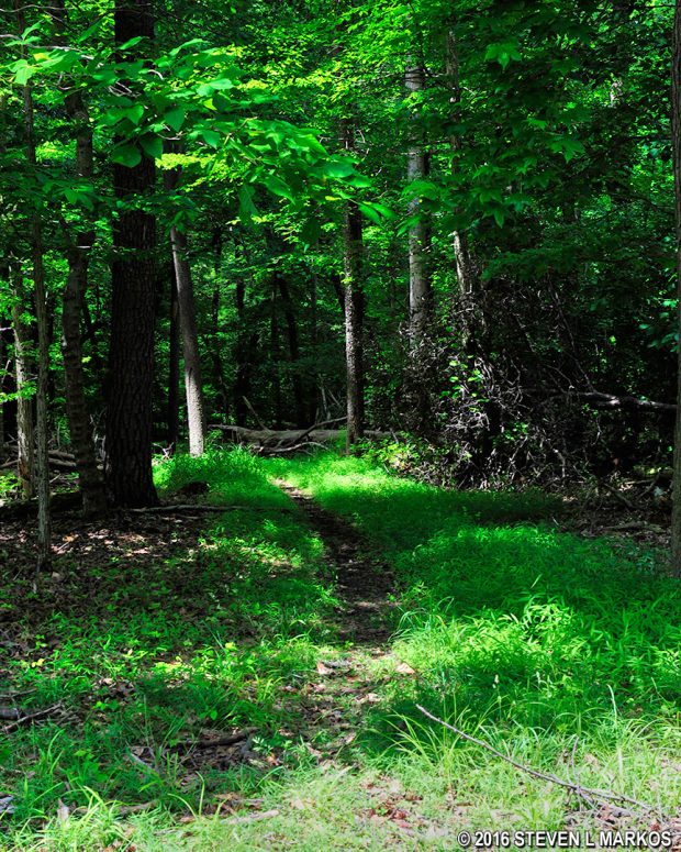 Trail connecting the Azalea Trail to the Laurel Picnic Area in Greenbelt Park