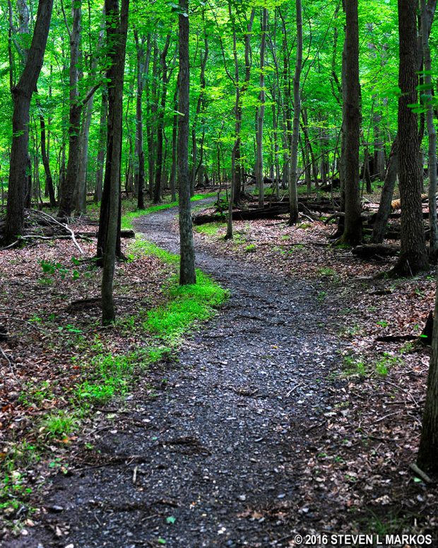 Hilly area of the Azalea Trail near the Holly Picnic Area in Greenbelt Park