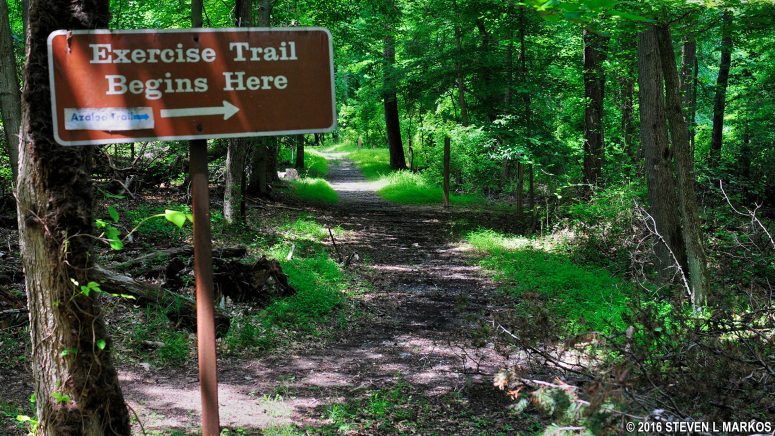 Azalea Trail and Fit Trail merge near the Holly Picnic Area in Greenbelt Park